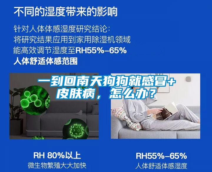一到回南天狗狗就感冒+皮肤病，怎么办？