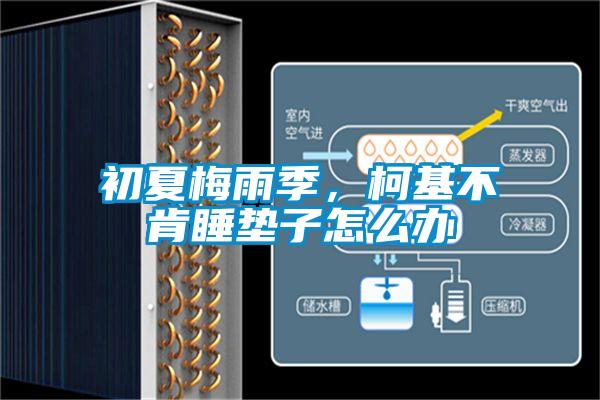 初夏梅雨季，柯基不肯睡垫子怎么办