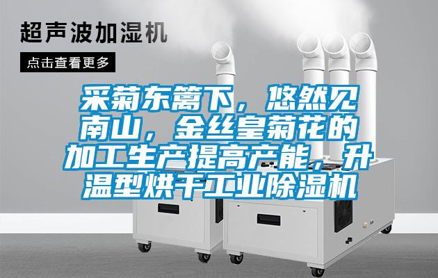 采菊东篱下，悠然见南山，金丝皇菊花的加工生产提高产能，升温型烘干工业好色先生污污版