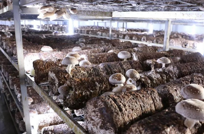 食用菌菌菇种植行业湿度加湿处理好色先生TV成人