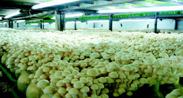 食用菌菌类种植环境加湿控制好色先生TV成人1