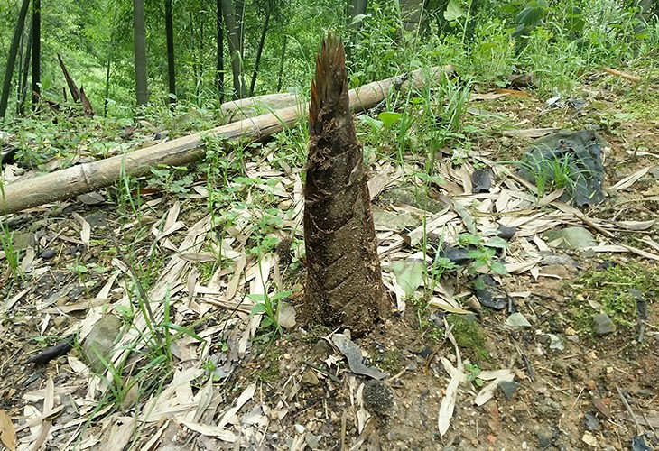 福建省漳州市芗城区客户闽笋干干燥烘干好色先生污污版
